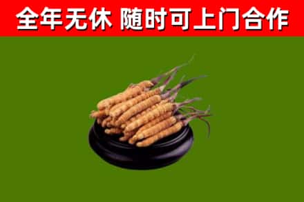 崇左市回收散虫草